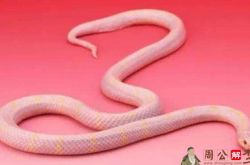 梦见粉红色大蟒蛇