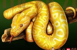 梦到很多金黄色的蛇、但是妻子被蛇咬了一口，后面打了育苗又好了