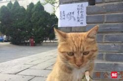 梦见猫抓背