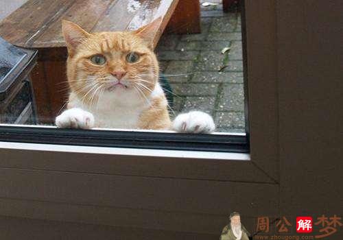 梦见猫把窗户打开想要进屋