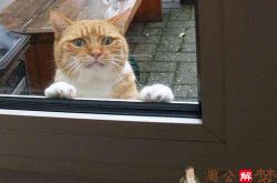 梦见猫把窗户打开想要进屋