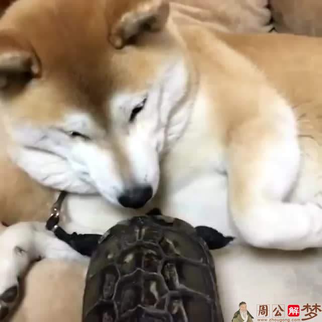 梦见狗咬乌龟