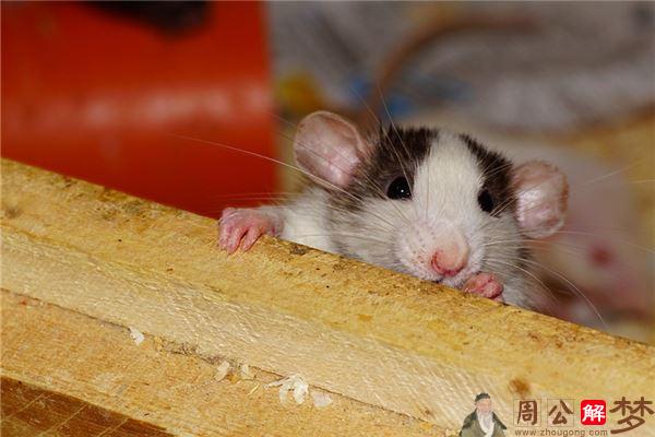 属鼠的几点出生最好命？