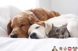 梦见一只猫和两只狗