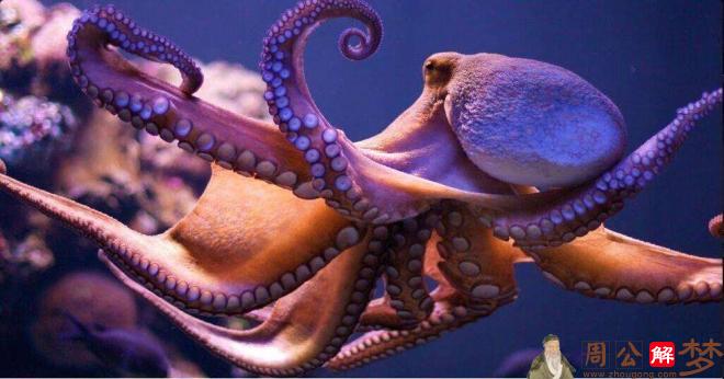 梦见巨型章鱼吃人