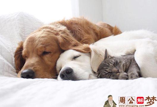 梦见一只猫和两只狗