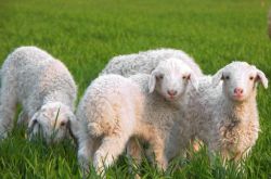 生肖羊几点出生最好，属羊人命运如何?