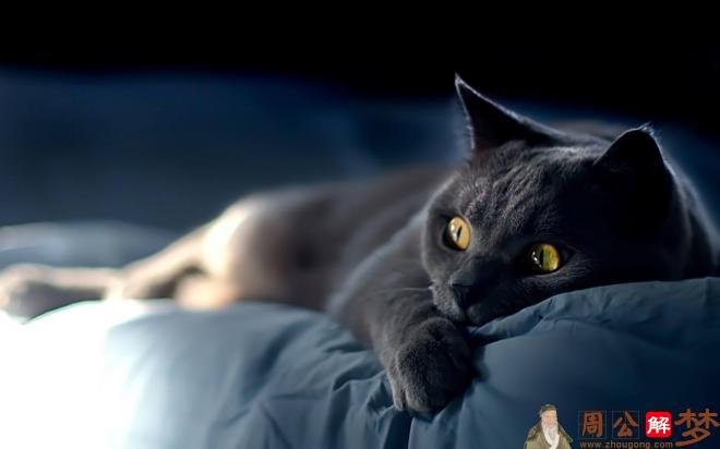 梦见黑猫